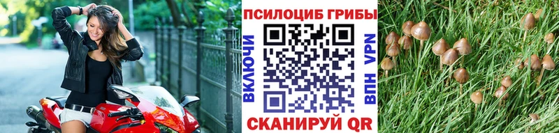 купить наркотик  Белый  Галлюциногенные грибы GOLDEN TEACHER 